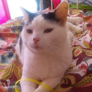 Meet your Posher, Kodi